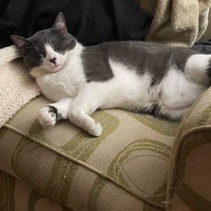 Meet your Posher, Sina